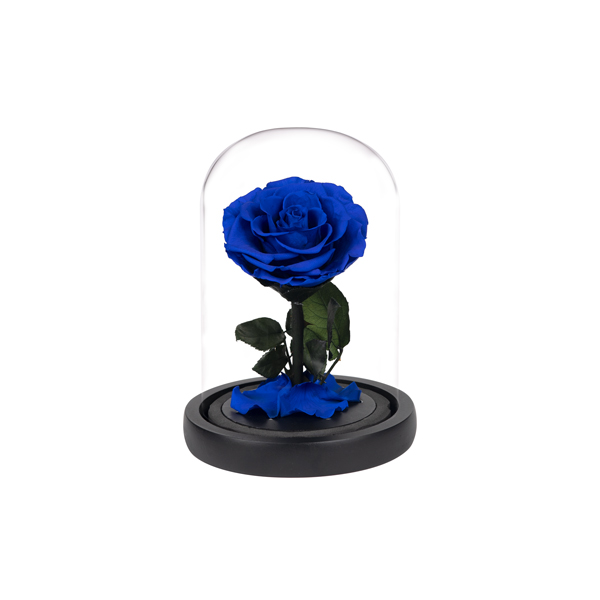 Ruža v skle Mini MODRÁ