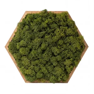 Machový obraz - Lesný vankúšik (20cm - Nature Green)