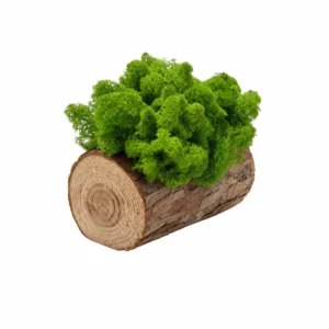machova dekoracia z dreva Lesne poleno 13,5 cm so stabilizovanym machom