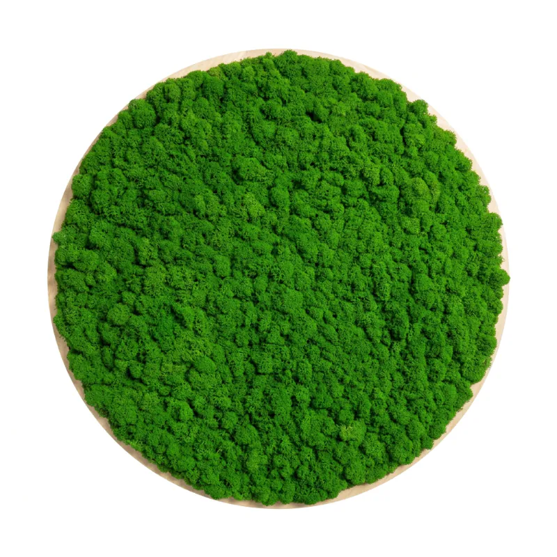 Machový obraz lišajník – Zelený úplnok (50cm)